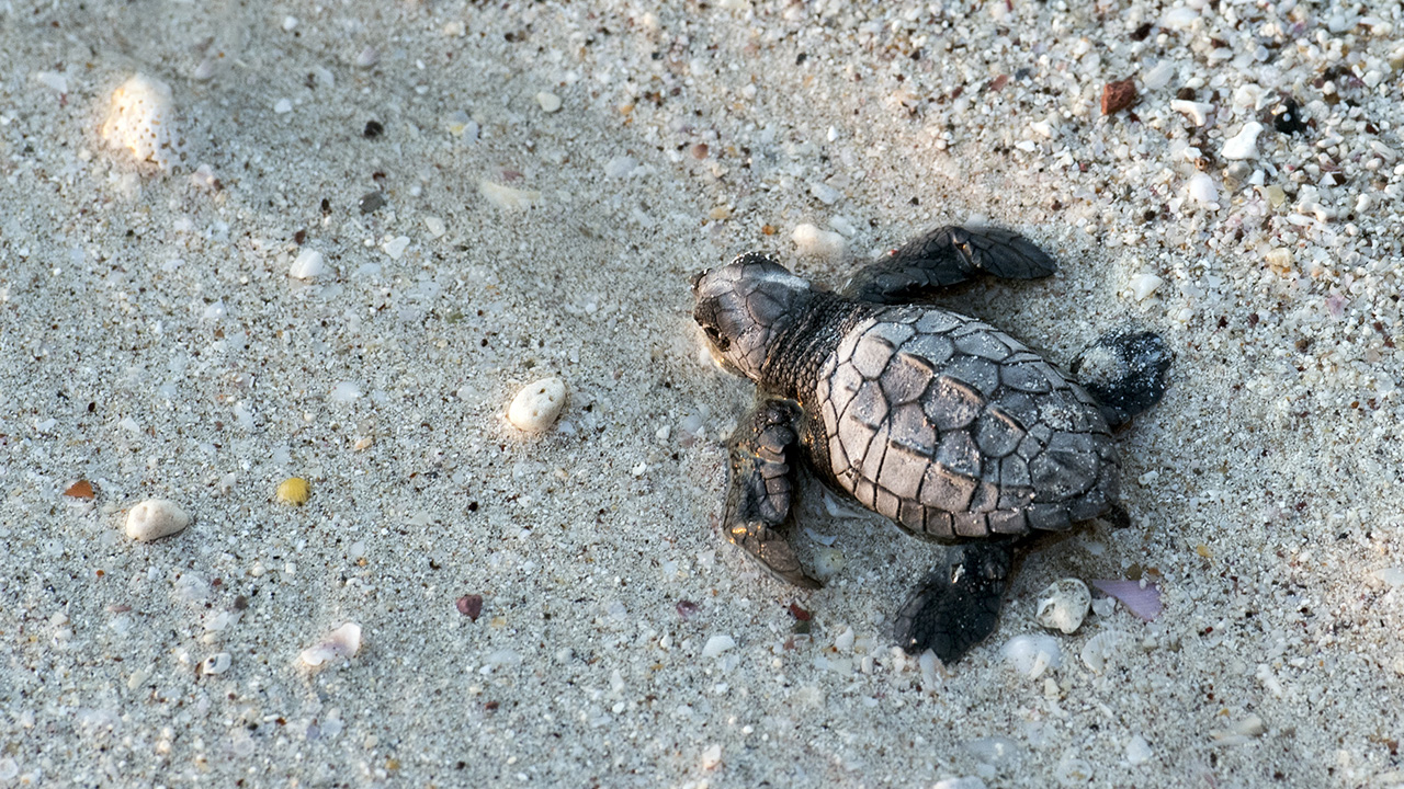 tc-mazatlan-turtle-1280x720.jpg