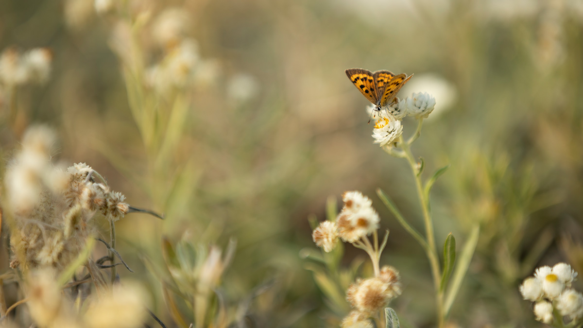 A road and farm in Kentucky