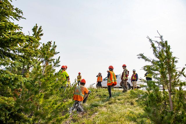 TC Energy Whitebark Pine Caging 071421 7189 PRINT.jpg