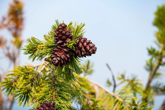 TC Energy Whitebark Pine Caging 071421 7306 PRINT.jpg